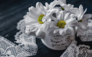 White vase daisies lace still - a white vase free wallpaper