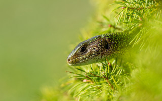 Lizard tree branch macro nature - free nature wallpaper for desktop