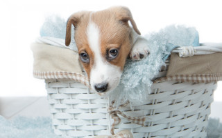 Small dog basket stuffed animal - mouth free wallpaper