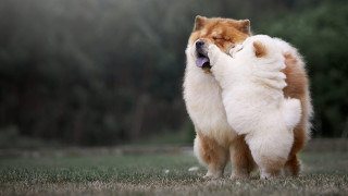 Dog standing hindlegs open mouth - fine art free wallpaper