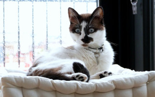 Cat laying bed pastel shock - a window behind free wallpaper