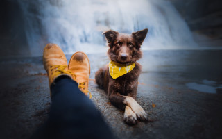 Dog person yellow shoes bow - yellow shoe free wallpaper