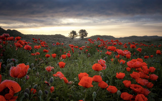Red flower field sunset tree - a dark cloud in the sky free wallpaper