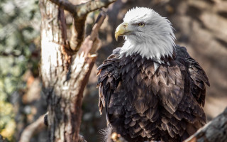 Bald eagle forest rock wall - a tree branch in a forest area free wallpaper