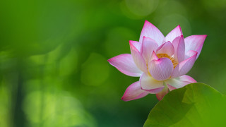 Pink flower yellow center green 2 - simple form free wallpaper