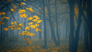 Foggy autumn forest leaves bare - yellow leaf free wallpaper