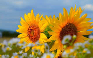 Sunflower field blue sky white - a few white flower free wallpaper