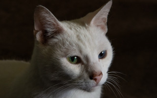 White cat green eyes serious 2 - a white cat free wallpaper