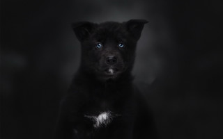 Black dog blue eyes vanitas - on free wallpaper