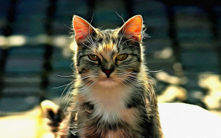 Cat bench photorealistic blurry depthoffield - a bench free wallpaper