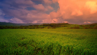 Bird field mountains cloudy sunset - the background and a bird free wallpaper