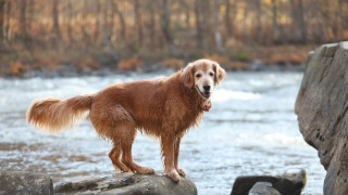 Dog river rocks trees outdoors - the background and a rock in the foreground free wallpaper