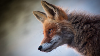 Fox closeup blurry background blue - a close up of a fox free wallpaper