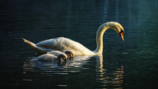 Swan parents babies night starry - a swan free wallpaper