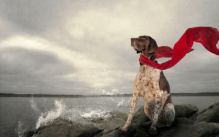Dog rock red scarf outdoors - heroic pose free wallpaper
