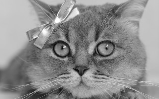 Cat bow sad face eye - a bow free wallpaper for desktop