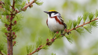 Bird perched pine tree green - red berry free wallpaper