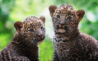 Leopards sitting in grass nature - young free wallpaper for desktop