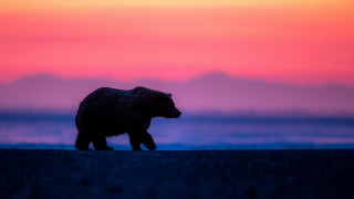 Bear sunset field wildlife photography - a sky in the background free wallpaper
