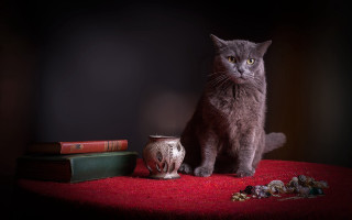 Cat vase books tablecloth red - a tablecloth free wallpaper