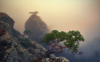 Lone tree misty mountainside rock - mist free wallpaper