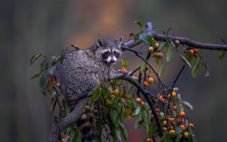 Raccoon branch berries leaves wildlife - leaf and berries free wallpaper