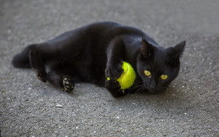Black cat playing with yellow - the ball free wallpaper