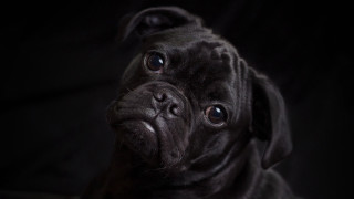 Black dog sad look portrait - a black dog free wallpaper