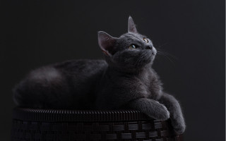 Cat basket upward glance black - grey free wallpaper