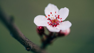 White flower red stamens branch - a white flower free wallpaper