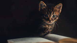 Small kitten on book curious - academic free wallpaper