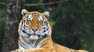 Tiger grass tree forest blurry - a tiger free wallpaper