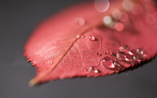 Red leaf water droplets macro 2 - dorothea braby free wallpaper