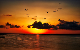Flock birds flying sunset water - over the water free wallpaper for desktop