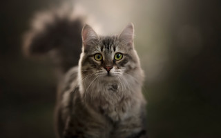 Black cat green eyes photorealistic 3 - a blurry background behind free wallpaper for desktop