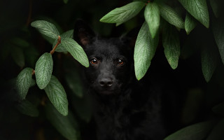 Black dog tree branch green - a black dog free wallpaper