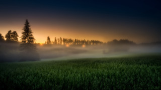 Foggy sunset mountain lake forest - fog and trees free wallpaper