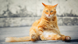 Cat glamor pose outdoors blurry - glamor pose free wallpaper