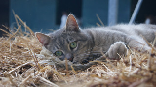 Cat hay pile window blue - top of a pile free wallpaper