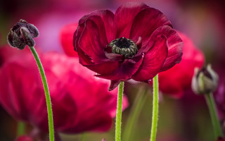 Flower bee macro rich moody - rich moody colour free wallpaper