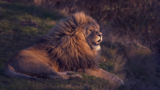 Lion laying down open mouth - eye open free wallpaper