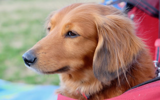 Dog red harness in red - a red bag free wallpaper