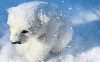 Polar bear snow distant looking - polar free wallpaper