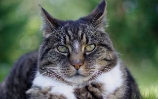 Sad black cat in grass - something free wallpaper for desktop