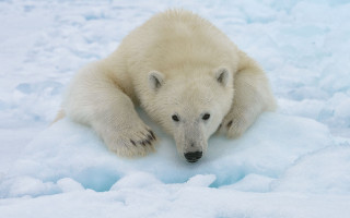 Polar bear snowboard jigsaw ecological - top of a pile free wallpaper