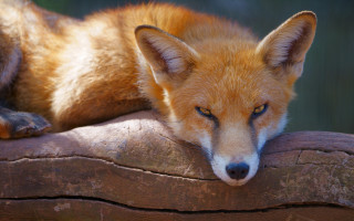 Fox log closed eyes furry - a log free wallpaper for desktop
