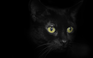 Black cat yellow eyes gothic 2 - a black cat free wallpaper