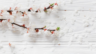 Cherry blossom branch white petals - the petal free wallpaper