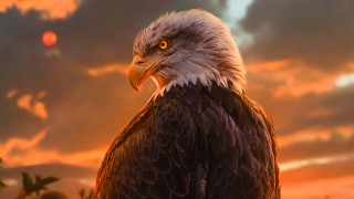 Bald eagle fiery wings red - a bald eagle free wallpaper