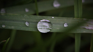 Leaf water droplets macro shallow 2 - a close up of a leaf free wallpaper